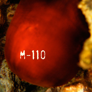 M-110